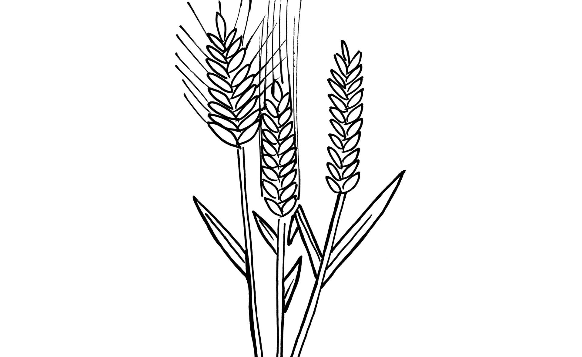 Zeichnung von Getreide