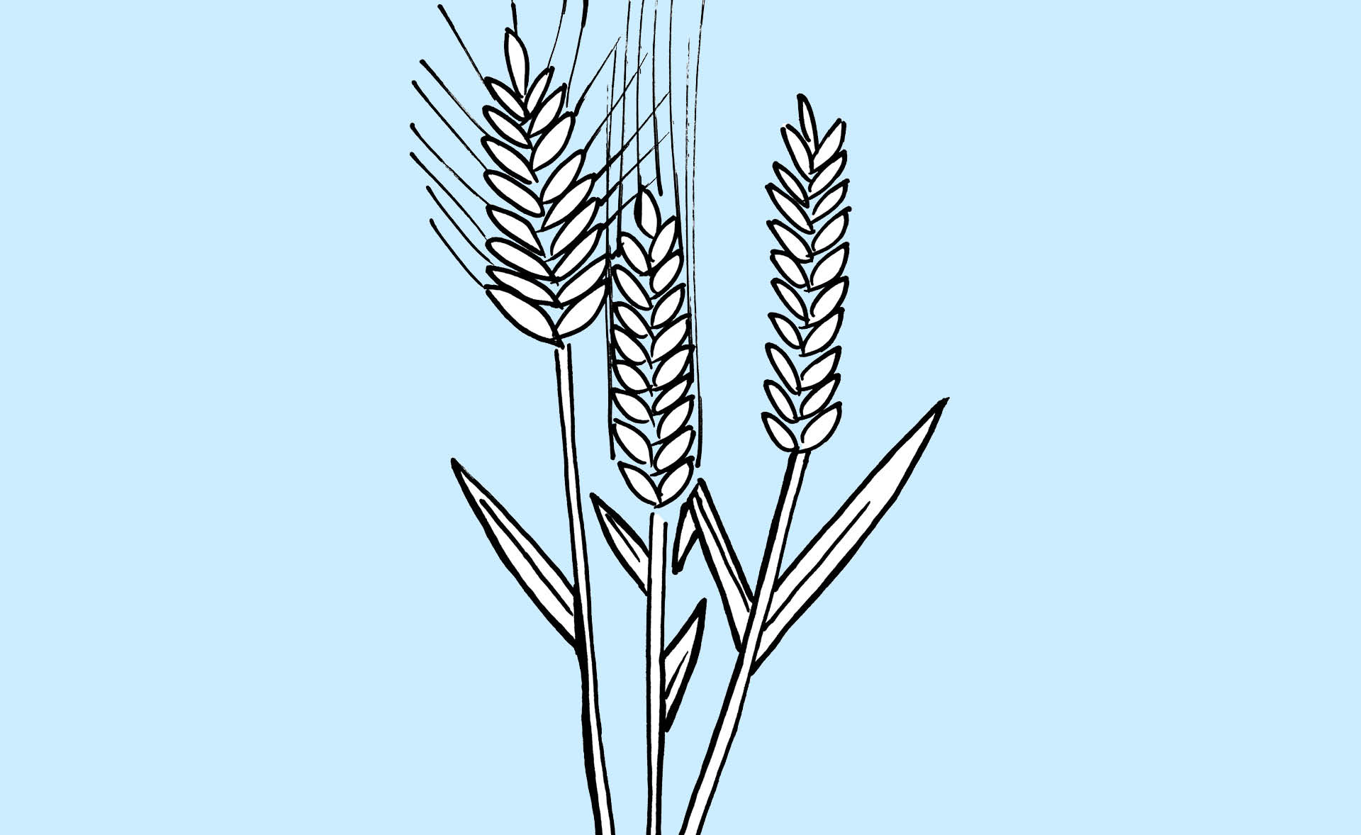 Zeichnung von Getreide