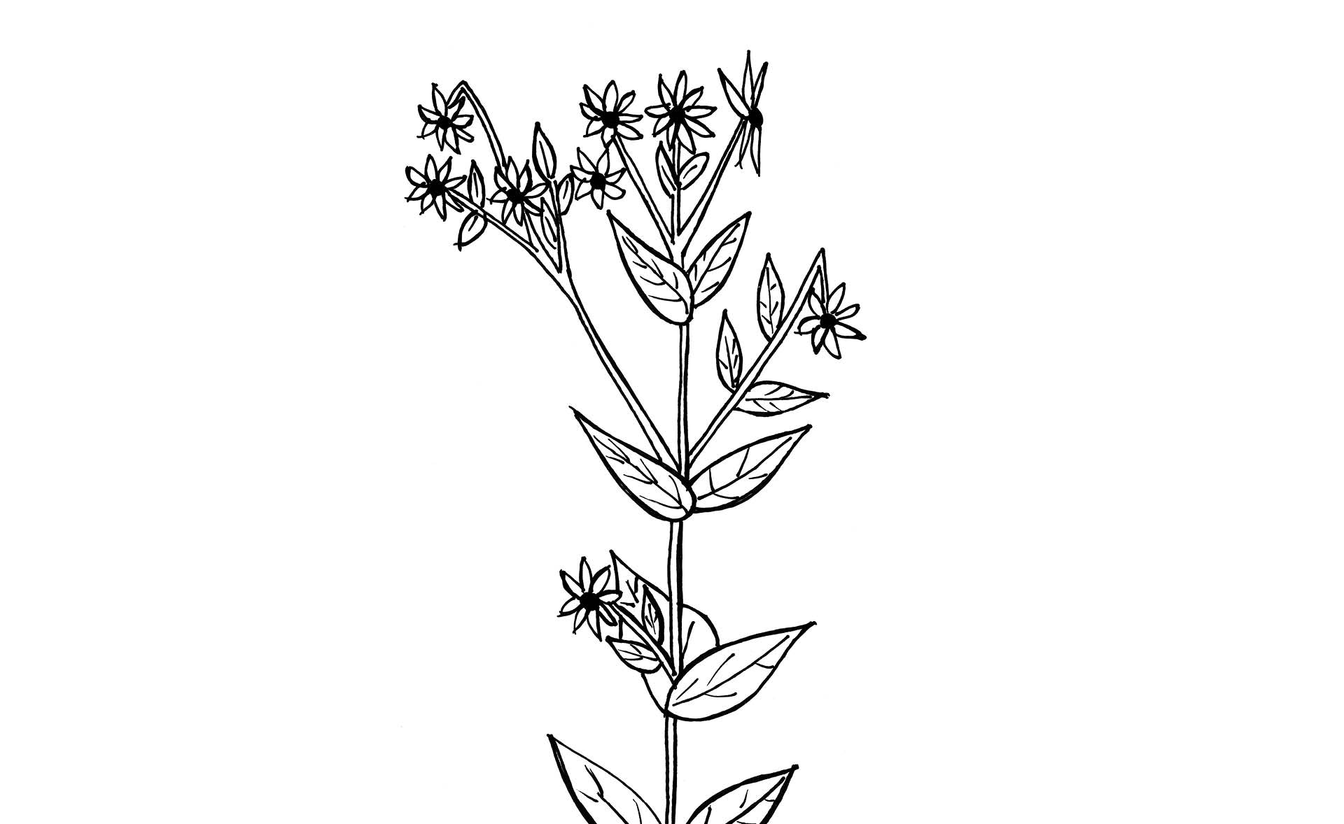 Zeichnung von Silphie Pflanze